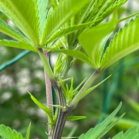 Strawberry Lemonade growlog timeline photo