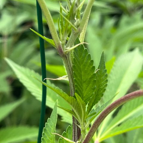 Tropicanna Banana growlog timeline photo