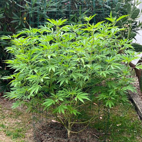 Tropicanna Banana growlog timeline photo