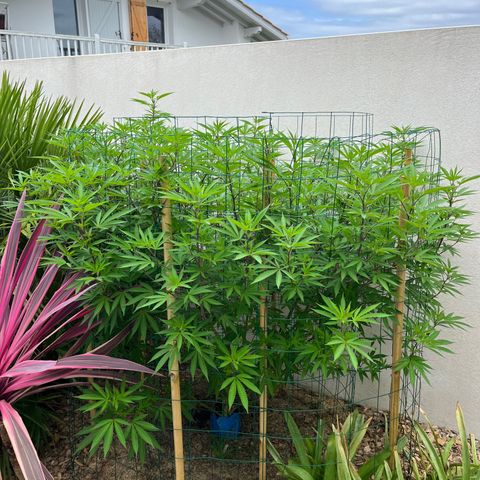 Strawberry Lemonade growlog timeline photo