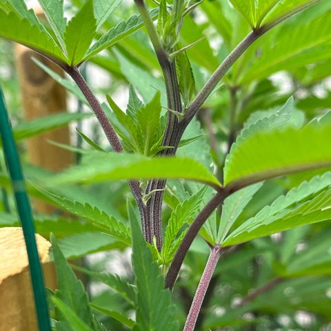 Strawberry Lemonade growlog timeline photo