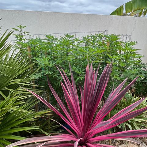 Strawberry Lemonade growlog timeline photo