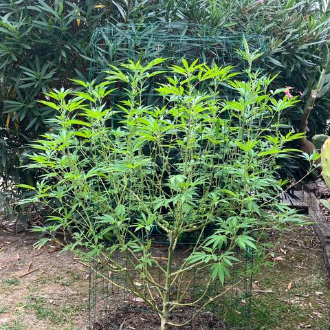 Tropicanna Banana growlog timeline photo