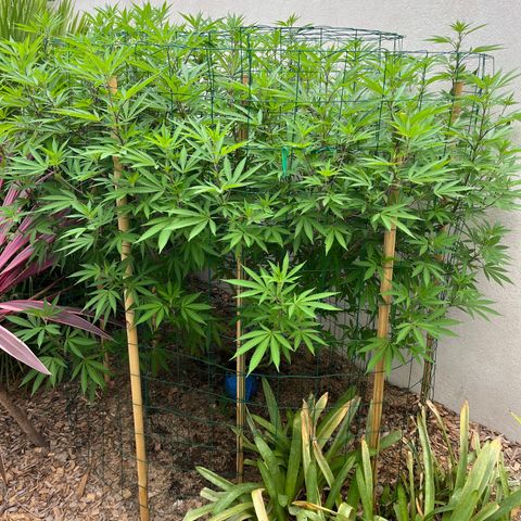 Strawberry Lemonade growlog timeline photo
