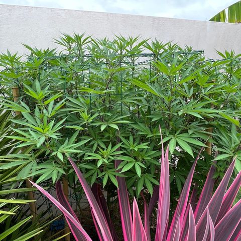 Strawberry Lemonade growlog timeline photo