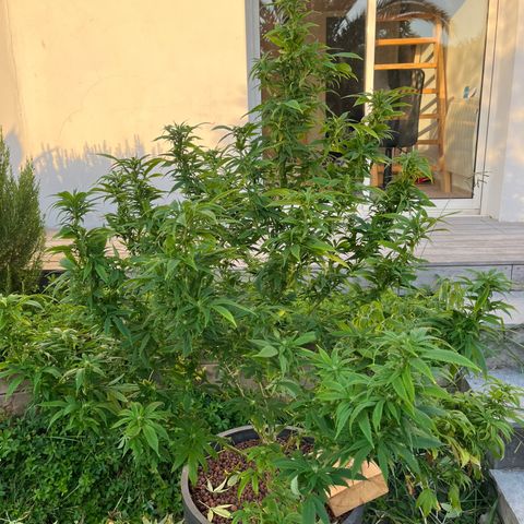 Watermelon Zkittlez growlog timeline photo