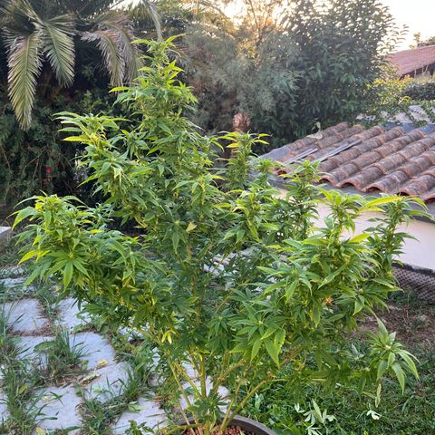 Watermelon Zkittlez growlog timeline photo