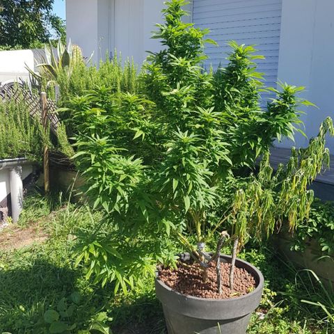 Watermelon Zkittlez growlog timeline photo