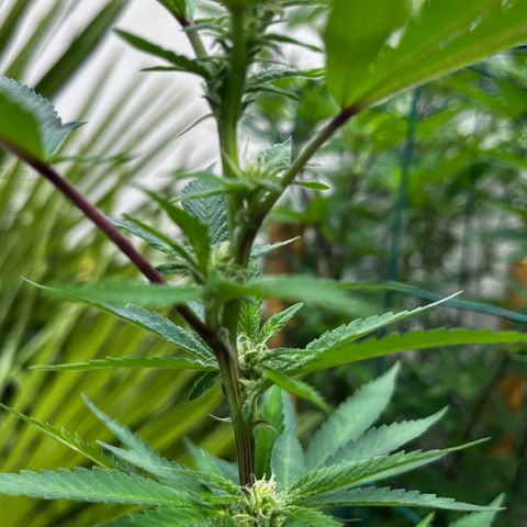 Strawberry Lemonade growlog timeline photo