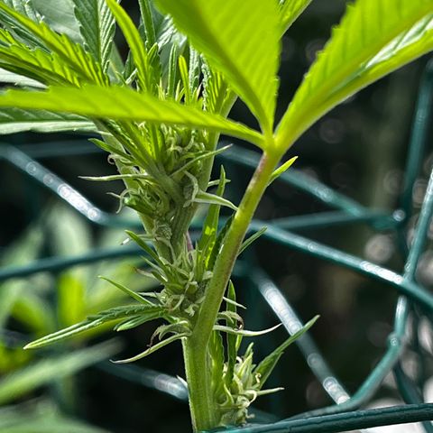 Tropicanna Banana growlog timeline photo