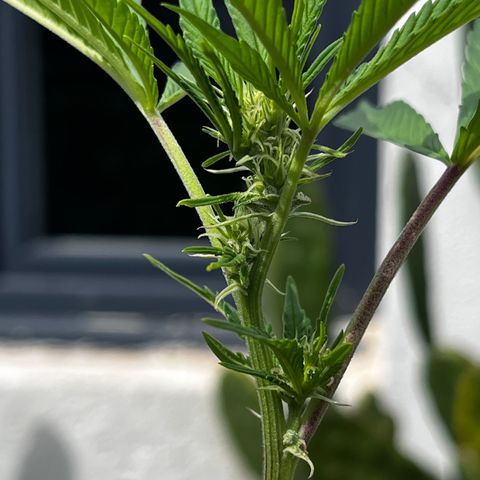 Tropicanna Banana growlog timeline photo