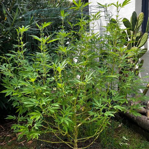 Tropicanna Banana growlog timeline photo