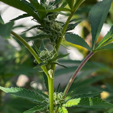 Tropicanna Banana growlog timeline photo
