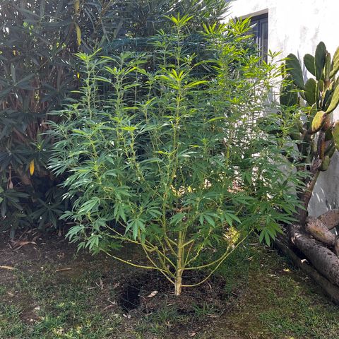 Tropicanna Banana growlog timeline photo