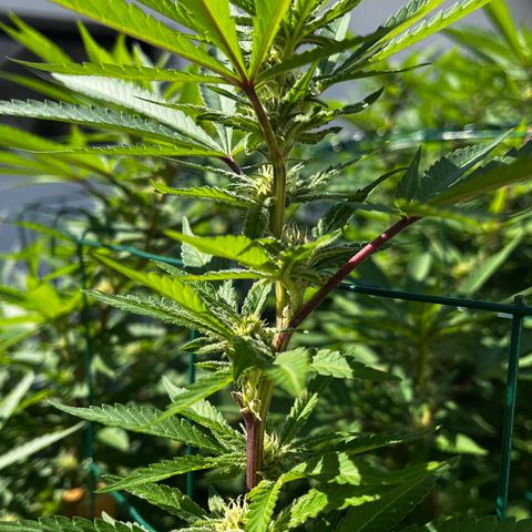 Strawberry Lemonade growlog timeline photo