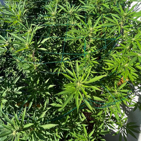 Strawberry Lemonade growlog timeline photo