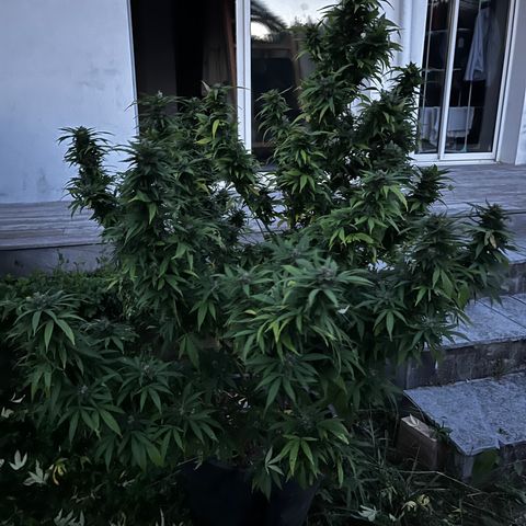 Watermelon Zkittlez growlog timeline photo