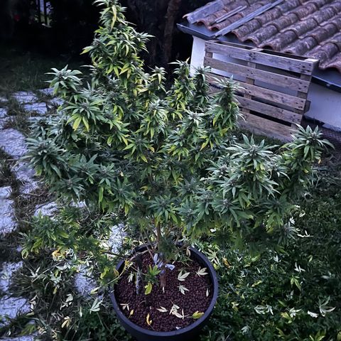 Watermelon Zkittlez growlog timeline photo