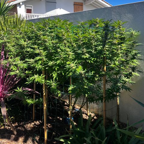 Strawberry Lemonade growlog photo: 🍓still happy even if I’m sure the 🐛🐛🐛attack stressed her, impacting  flower growth. Two weeks to go today if weather holds out???