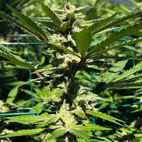 Strawberry Lemonade growlog photo: 🍓still happy even if I’m sure the 🐛🐛🐛attack stressed her, impacting  flower growth. Two weeks to go today if weather holds out???