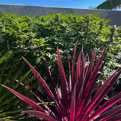 Strawberry Lemonade growlog photo: 🍓still happy even if I’m sure the 🐛🐛🐛attack stressed her, impacting  flower growth. Two weeks to go today if weather holds out???