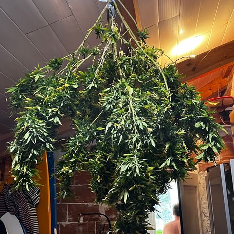 Watermelon Zkittlez growlog photo: And she’s done! Sadly she was not cared for 100% and got quite a bit of bud rot at the end. Chopped her down 01/10. Drying at my friends place but enjoyed his first grow.