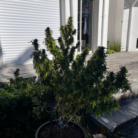 Watermelon Zkittlez growlog photo: And she’s done! Sadly she was not cared for 100% and got quite a bit of bud rot at the end. Chopped her down 01/10. Drying at my friends place but enjoyed his first grow.