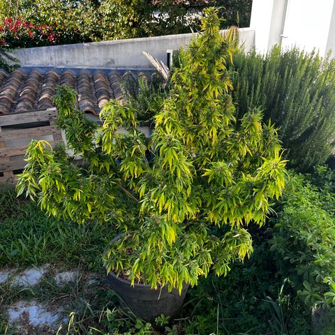 Watermelon Zkittlez growlog photo: And she’s done! Sadly she was not cared for 100% and got quite a bit of bud rot at the end. Chopped her down 01/10. Drying at my friends place but enjoyed his first grow.