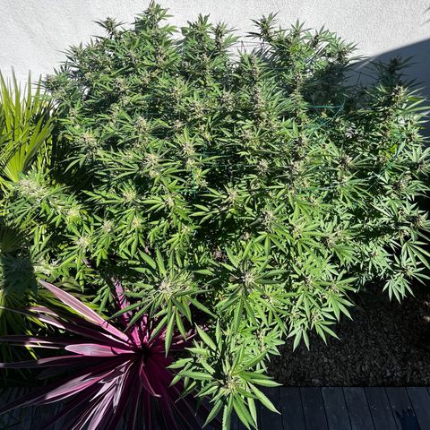 Strawberry Lemonade growlog timeline photo