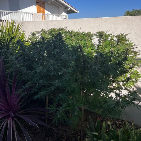 Strawberry Lemonade growlog timeline photo