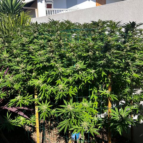 Strawberry Lemonade growlog timeline photo