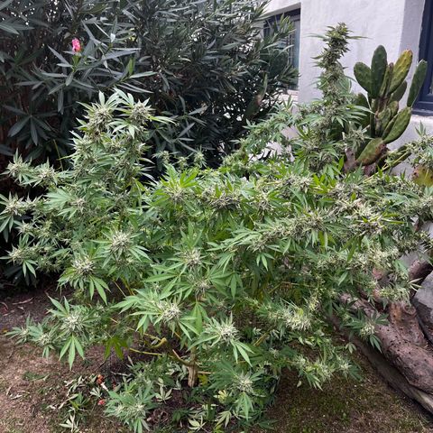 Tropicanna Banana growlog timeline photo