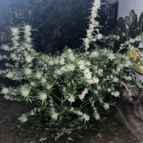 Tropicanna Banana growlog timeline photo