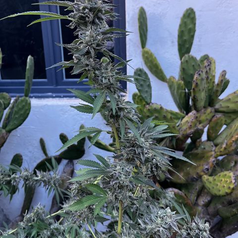 Tropicanna Banana growlog timeline photo