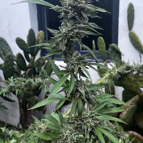 Tropicanna Banana growlog timeline photo