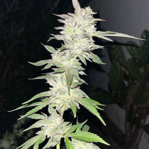 Tropicanna Banana growlog timeline photo