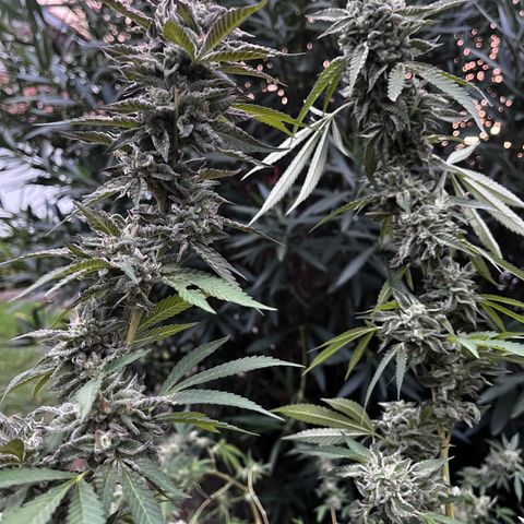 Tropicanna Banana growlog timeline photo