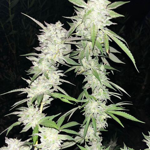 Tropicanna Banana growlog timeline photo