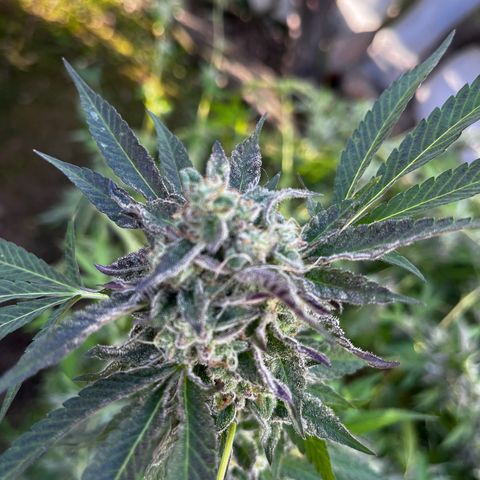 Tropicanna Banana growlog timeline photo