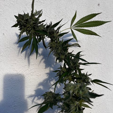 Tropicanna Banana growlog timeline photo