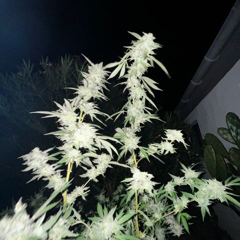 Tropicanna Banana growlog timeline photo