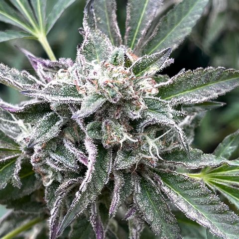 Tropicanna Banana growlog timeline photo