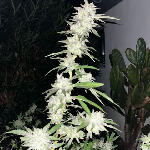 Tropicanna Banana growlog timeline photo