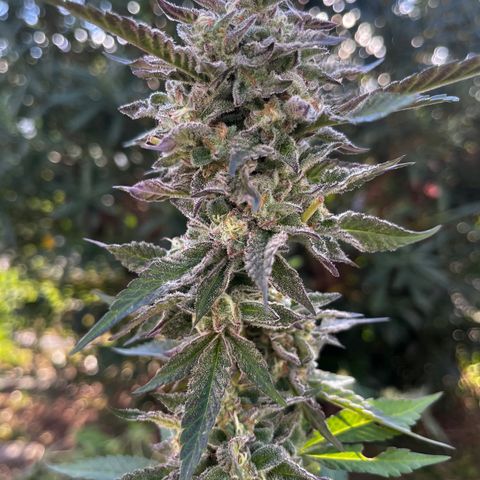 Tropicanna Banana growlog timeline photo
