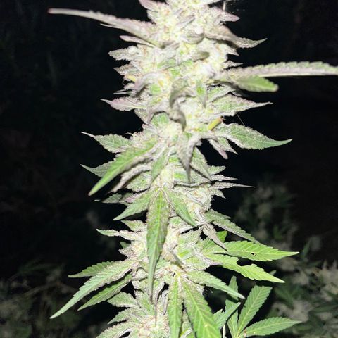 Tropicanna Banana growlog timeline photo