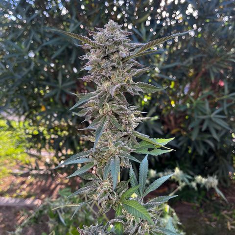Tropicanna Banana growlog timeline photo