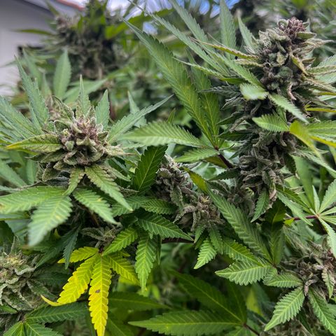 Strawberry Lemonade growlog timeline photo