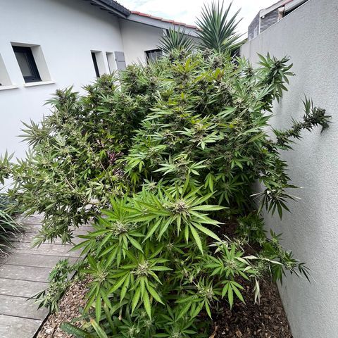 Strawberry Lemonade growlog timeline photo