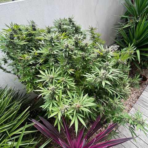 Strawberry Lemonade growlog timeline photo