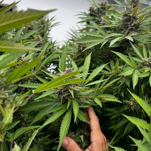 Strawberry Lemonade growlog timeline photo